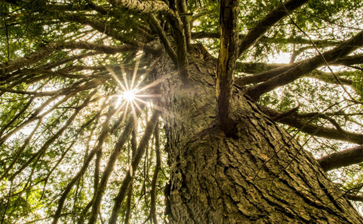 國家林草局張煒:大力發展林業生物質能源和木竹替代 實現生物減排固碳 國家林草局張煒:大力發展林業生物質能源和木竹替代 實現生物減排固碳